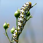 Raupe des Schmetterlings Braunwurz-Moench: wei mit scharzen Punkten, gelben Flecken und gelbem Kopf