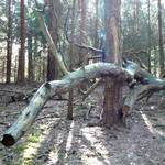 Die Bruecken des Zauberwaldes