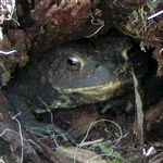 Jenseits der Donnerkuppel