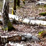 Airport-East Birkenhain