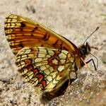 Wachtelweizen-Scheckenfalter