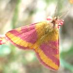 Ampfer-Purpurspanner