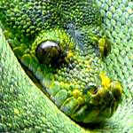 Eine Runde im Tiergarten