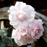 Suedharz Eisenbahn 1