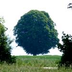 Raupe vom grossen Fuchs