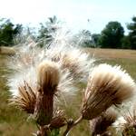 One moore cache am Moorenbrunnfeld