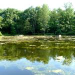 Bild vom kleinen Nummernweiher des ehemaligen Tiergartens am Dutzendteich