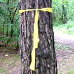 Bäume mit gelben Krawatten