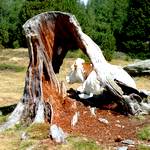 Kuhkopf schaut durch hohlen Baumstumpf