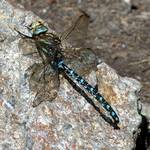 Große blaue Libelle