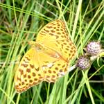 Schmetterling Kaisermantel