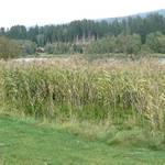 Der Furtnerteich hinter Schilf