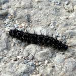 Raupe Tagpfauenauge