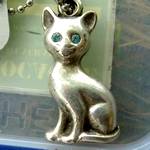 TB Katze mit blauen Augen