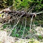 Liegender Baumstammteil mit vielen kleineren Ästen