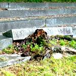 Baumwurzel hebt Steinplatte der Treppe