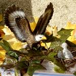 Adlernest auf Cachebox