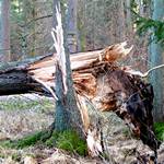 Vor kurzem abgeknickter großer Baum
