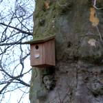 Platane mit Vogelhäuschen beim Kindergarten