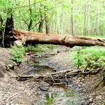 Goldbach, fast ausgetrocknet