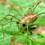 Grosser Weberknecht, der kleinen Kaefer frisst