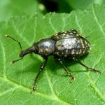 Grosser schwarzer Ruesselkaefer mit braunen Punkten