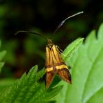 Gebaenderte Langhornmotte, Weibchen