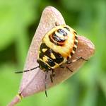 Ganz junge Wanze, gelb mit schwarzer Zeichnung