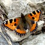 Schmetterling Kleiner Fuchs