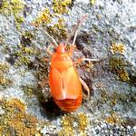 Frisch gehaeutete Feuerwanze, noch ganz orange