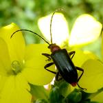 Schwarzer Bockkaefer mit langen Fuehlern
