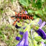 Orange rote Raubwanze