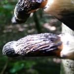 Grosse Vogelspinne als Cache