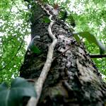 Liane klettert an Baum hoch