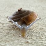 Schnecke krabbelt auf der Wand