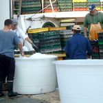 Fischfang entladen in Pula