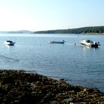 Fische im Hafen von Pula