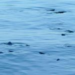 Fische im Hafen von Pula