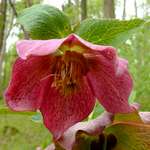 Weinrote Pfingstrose