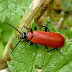Roter Weichkaefer mit schwarzem Kopf