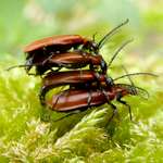 2 Maennchen auf einem weiblichen Weichkaefer