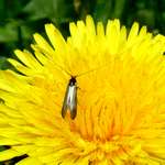 Maennliche Langhornmotte mit langen Fuehlern