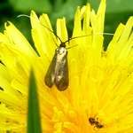 Weibliche Langhornmotte mit kurzen Fuehlern