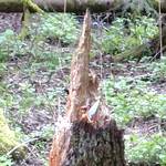 Spitzer hoher Baumstumpf mit Fee