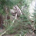 Durcheinander von Baeumen