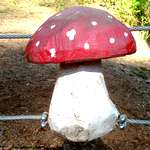 Balanzierpfad auf Pilzen