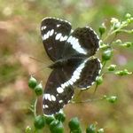 Schmetterling: Kleiner Eisvogel