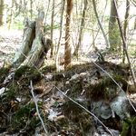 Baumstamm auf Moosberg