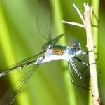 Libelle Binsenjunger