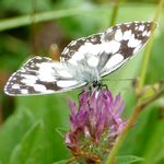 Schmetterling Schachbrett von vorne mit Oberseite der Fluegel